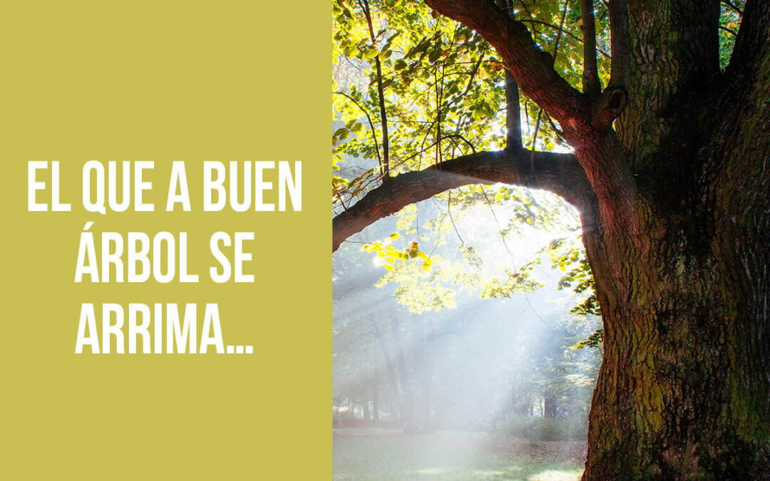 El que a buen árbol se arrima…
